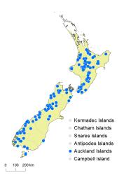 Hymenophyllum pulcherrimum distribution map based on databased records at AK, CHR, OTA and WELT. 
 Image: K. Boardman © Landcare Research 2016 CC BY 3.0 NZ